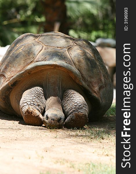 An old tortoise rests with it's head between it's wrinkled legs. An old tortoise rests with it's head between it's wrinkled legs