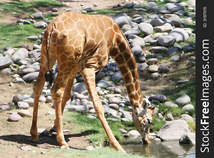 A giraffe stops to take a drink at a watering hole. He is on the lookout for predators. A giraffe stops to take a drink at a watering hole. He is on the lookout for predators