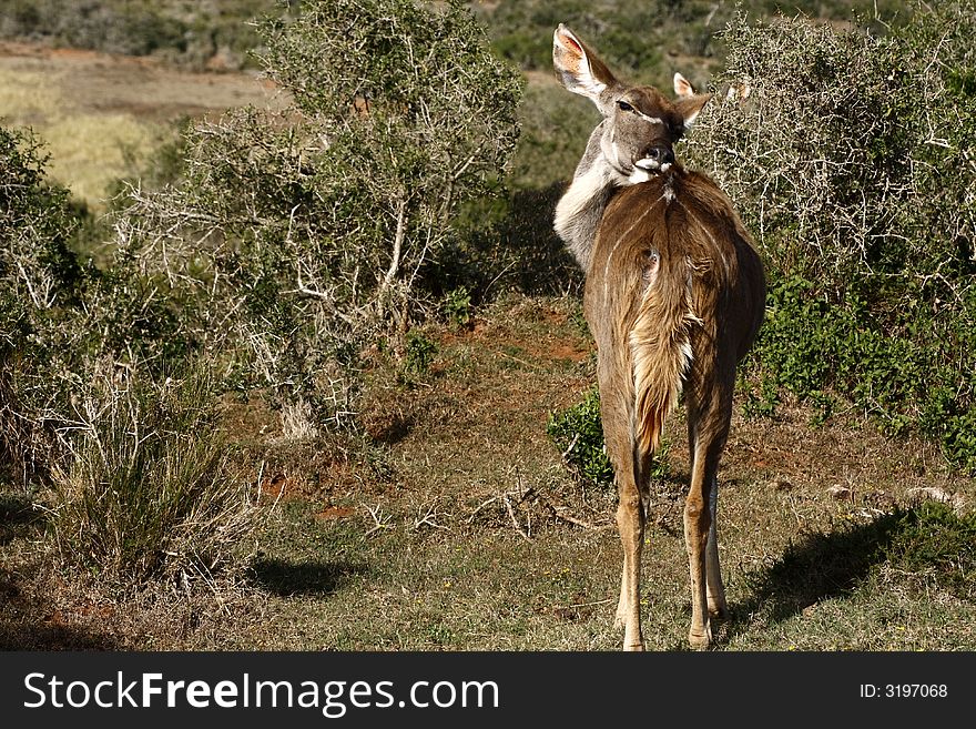 Kudu female licking herself while standing in a clearing