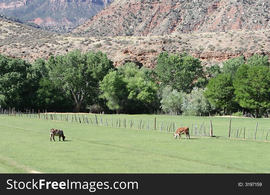 Two cows graze on a peaceful grass landscape with beautiful mountains in the distance. Two cows graze on a peaceful grass landscape with beautiful mountains in the distance