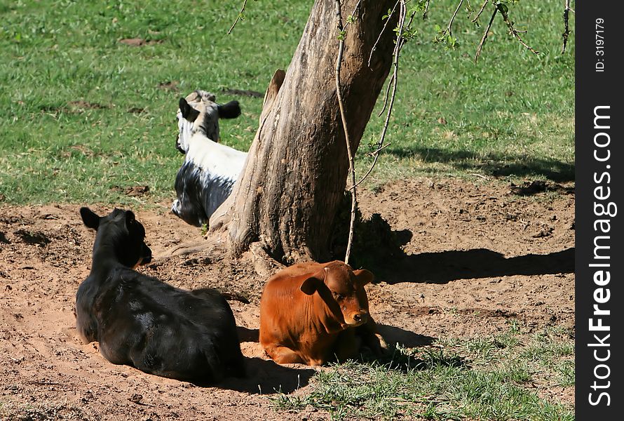 Three cows rest under the shade of a tree on a cattle ranch. Three cows rest under the shade of a tree on a cattle ranch