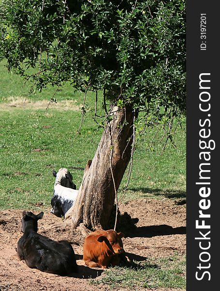 Cows rest in the shade on a cattle ranch in the western USA. Cows rest in the shade on a cattle ranch in the western USA