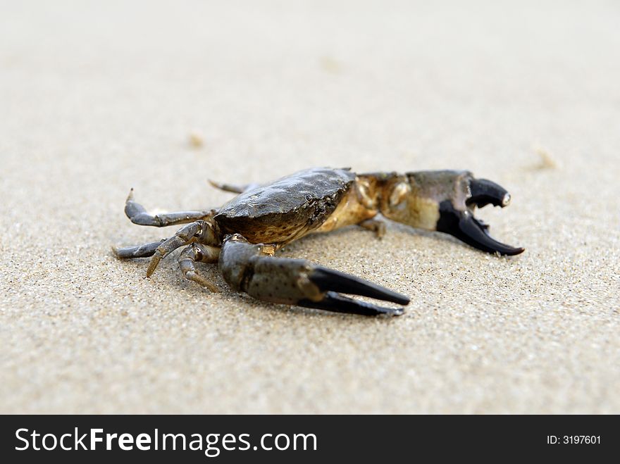 Crab creeping on sea sand. Crab creeping on sea sand