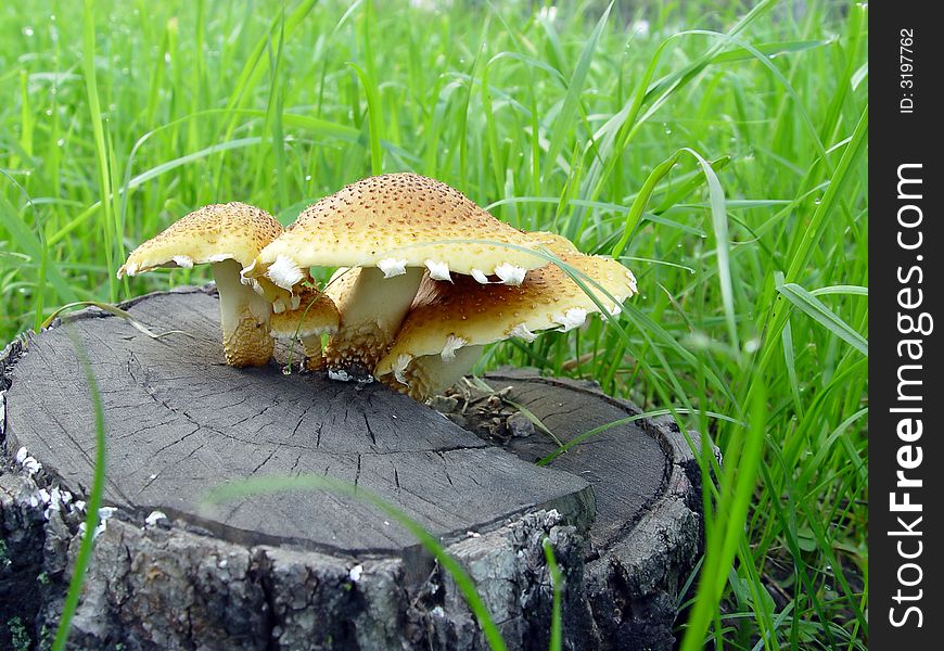 Mushrooms Growing On The Stub