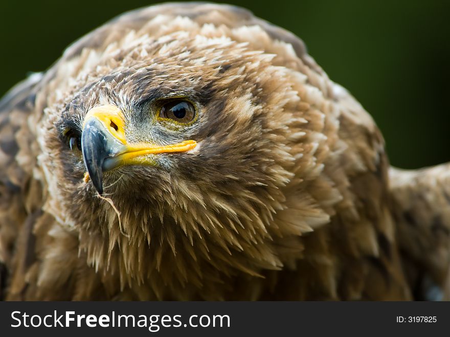 Cose-up of a steppe eagle (Aquila nipalensis)