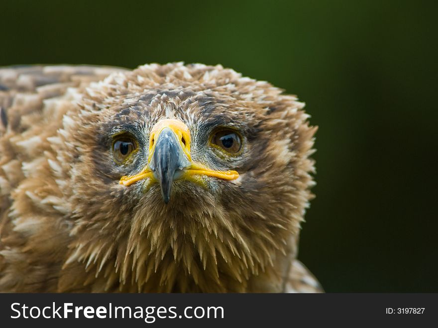 Cose-up of a steppe eagle (Aquila nipalensis)