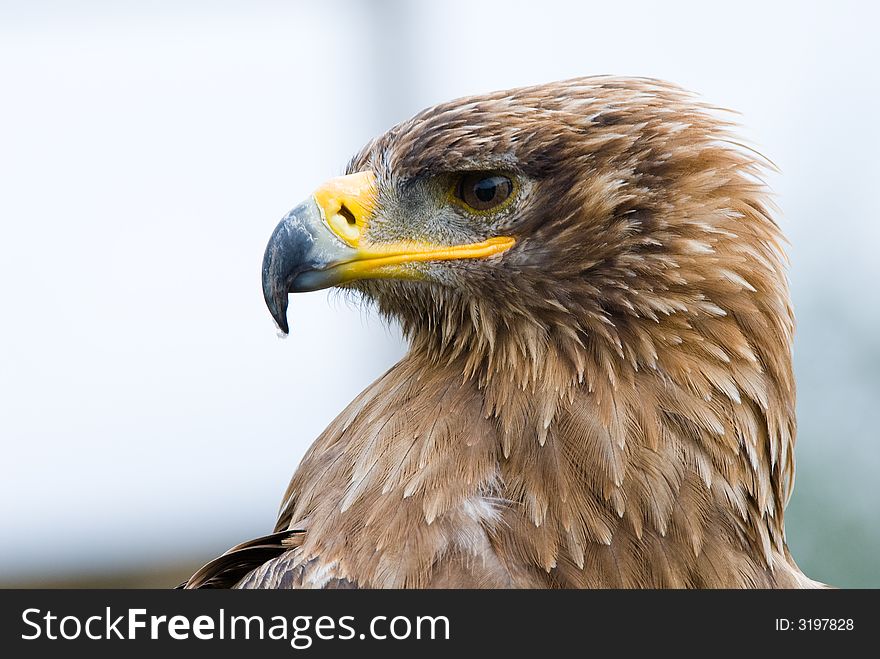 Cose-up of a steppe eagle (Aquila nipalensis)