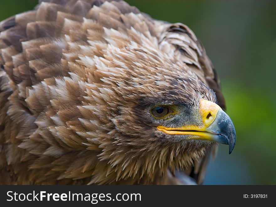 Cose-up of a steppe eagle (Aquila nipalensis)