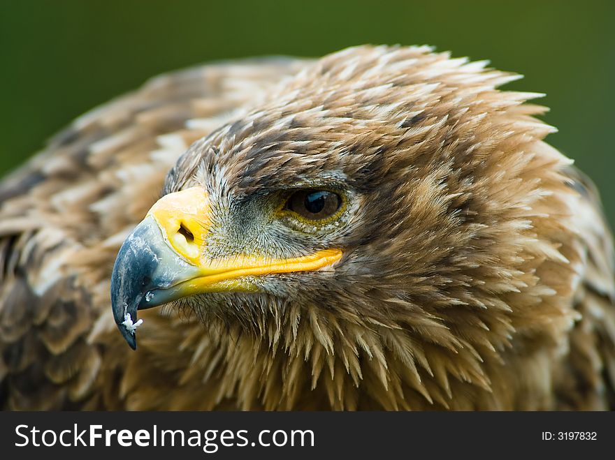 Cose-up of a steppe eagle (Aquila nipalensis)