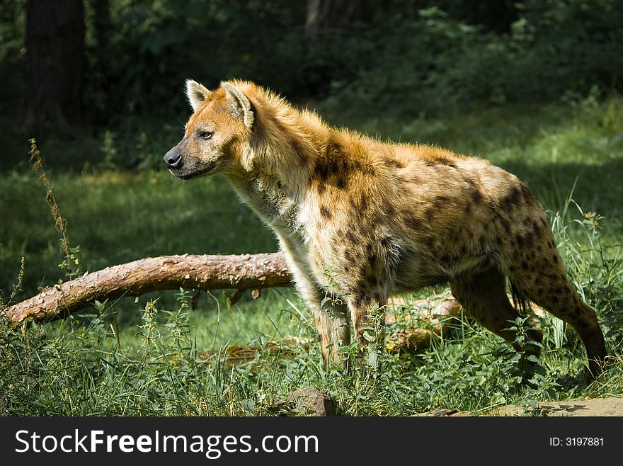 Beautiful hyena