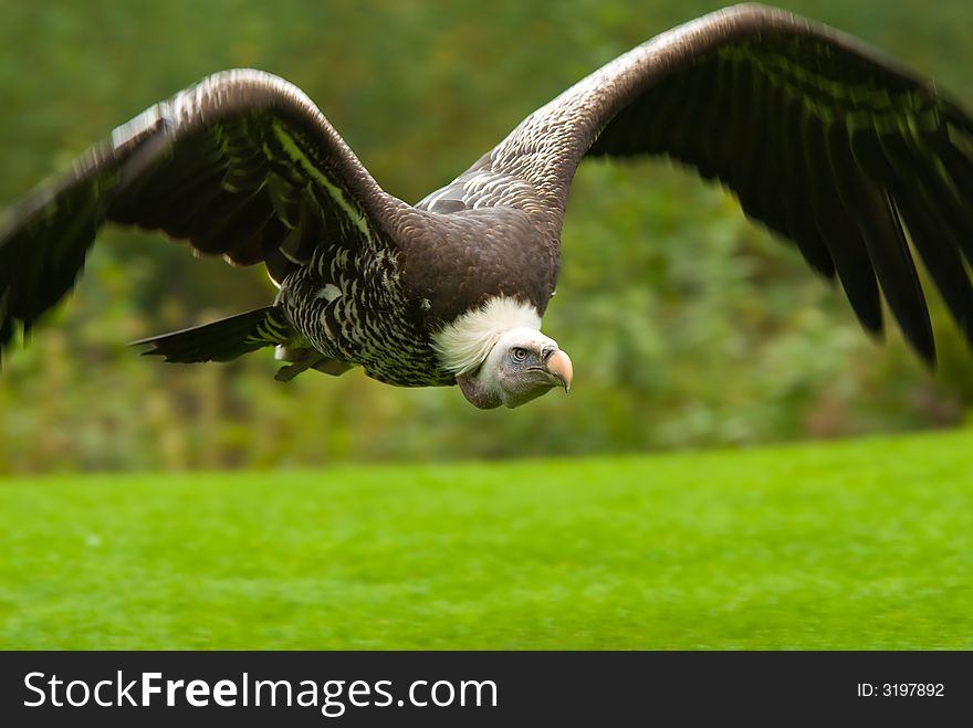 Vulture In Flight