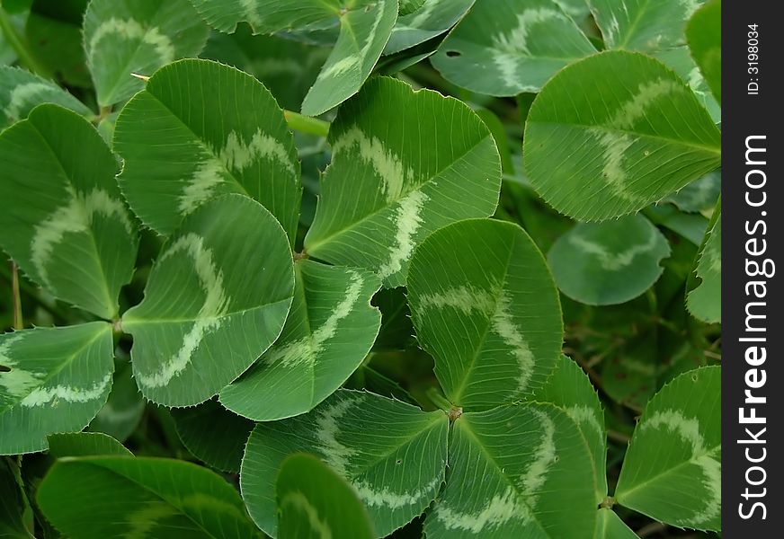 A lots of leaves of clever - green background