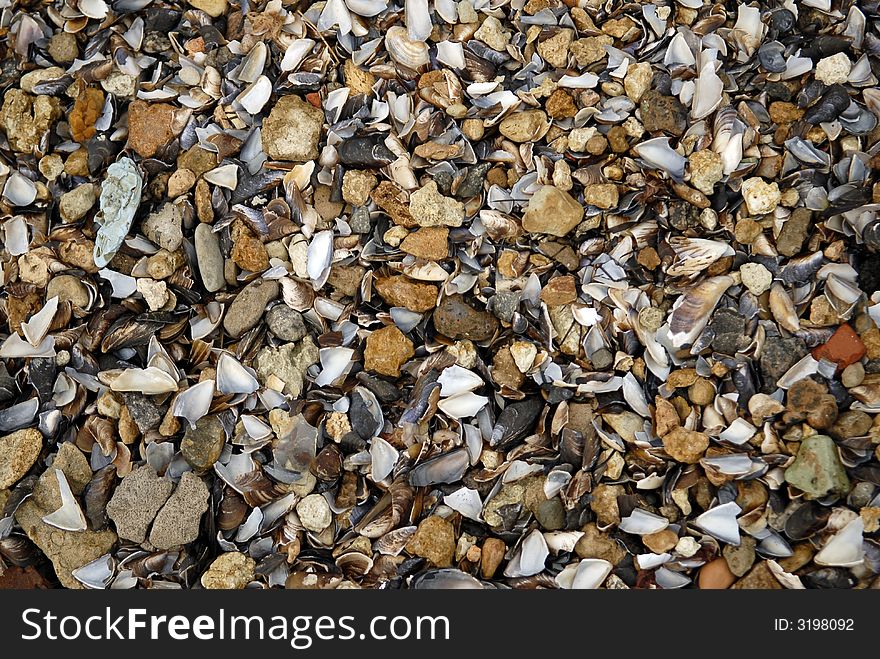 Seacoast. Cockleshells and a pebble on seacoast