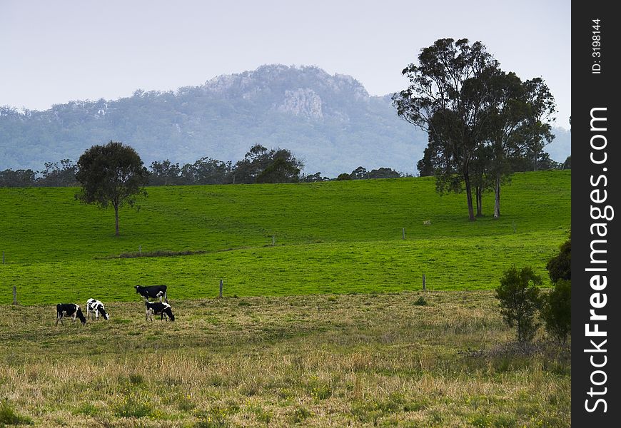 A rural scene of cattle grazing with distant hills