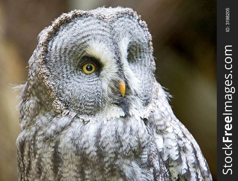 Portrait of big grey owl. Portrait of big grey owl