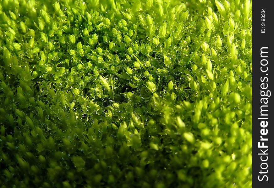 Sulphuric bryophyte - green texture, background