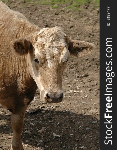 Young dairy cow on farmland