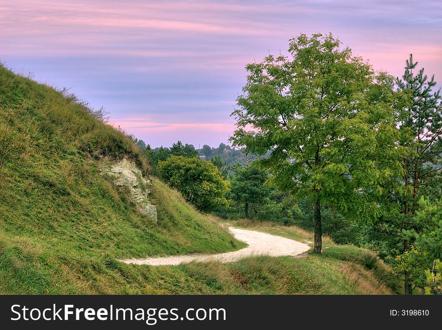 Tree At A Sand Road