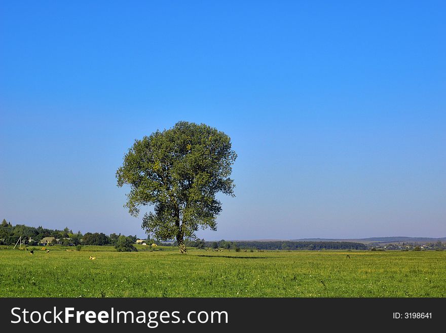 An image of  lonely tree on a field