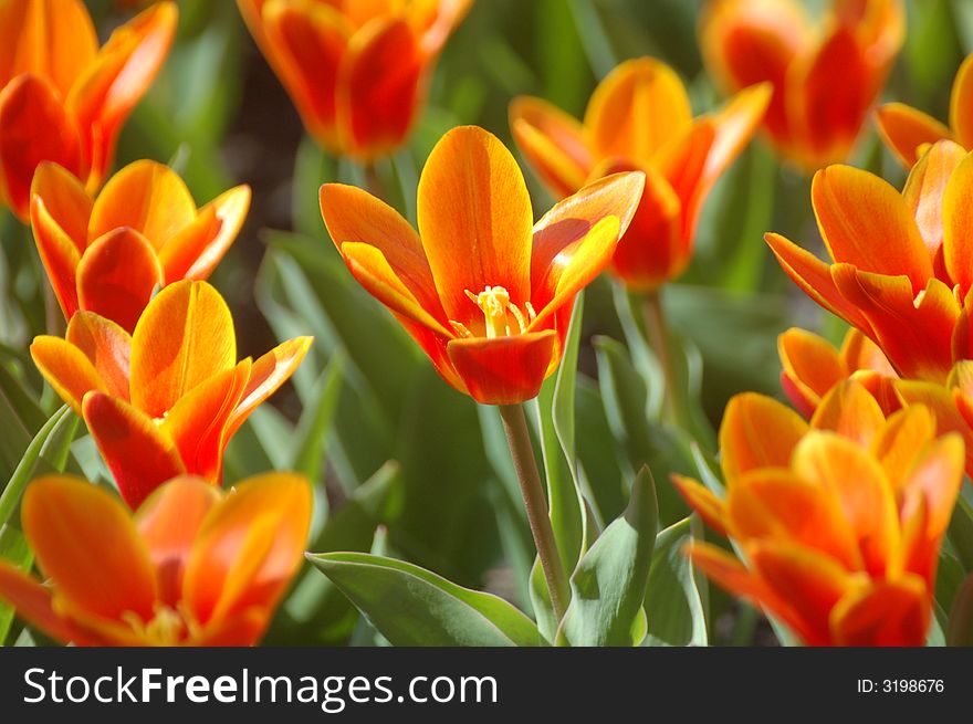Fine Moscow bed orange tulips