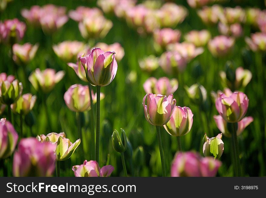 blooming green tulip flowers, shot at the Tulip Festival at Beijing Botanical Garden. blooming green tulip flowers, shot at the Tulip Festival at Beijing Botanical Garden.