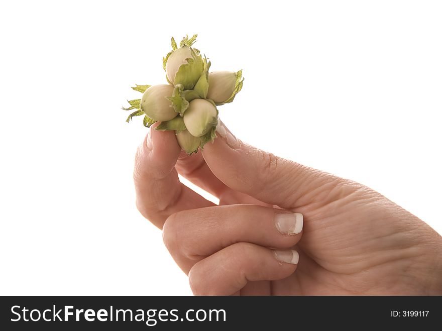 Female hand holding cluster of unripe hazelnuts. Female hand holding cluster of unripe hazelnuts