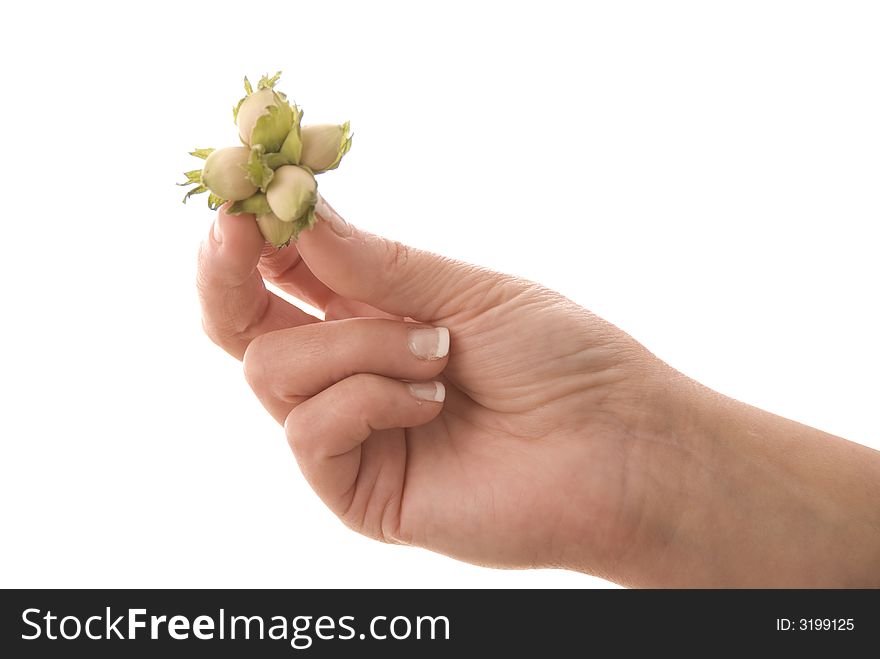 Female hand holding cluster of unripe hazelnuts. Female hand holding cluster of unripe hazelnuts