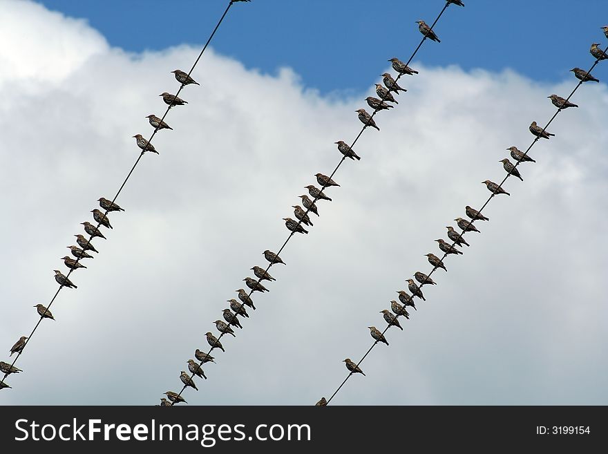 Many Birds on a wire with blue sky