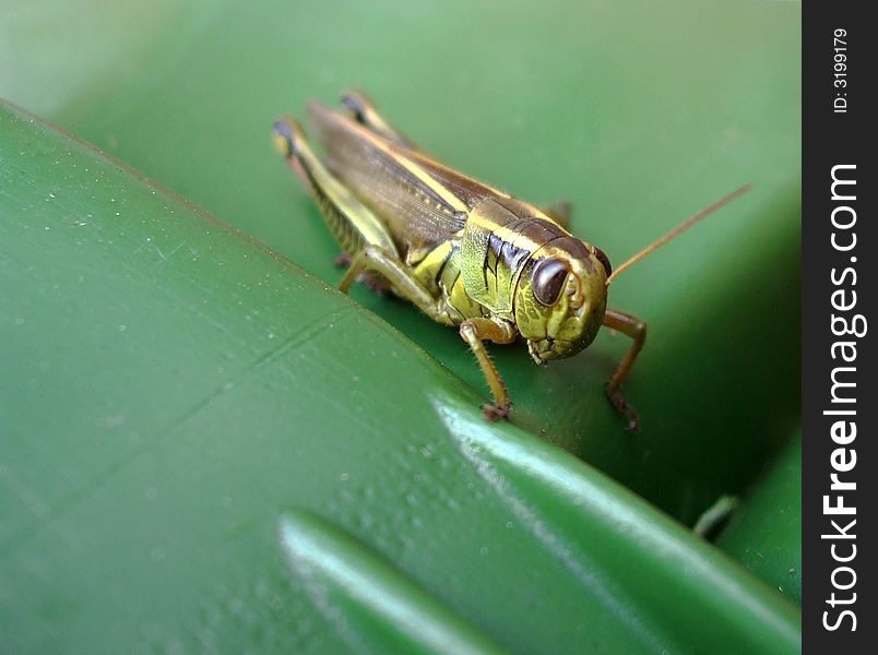 A close up of a grasshopper with focus on its face.