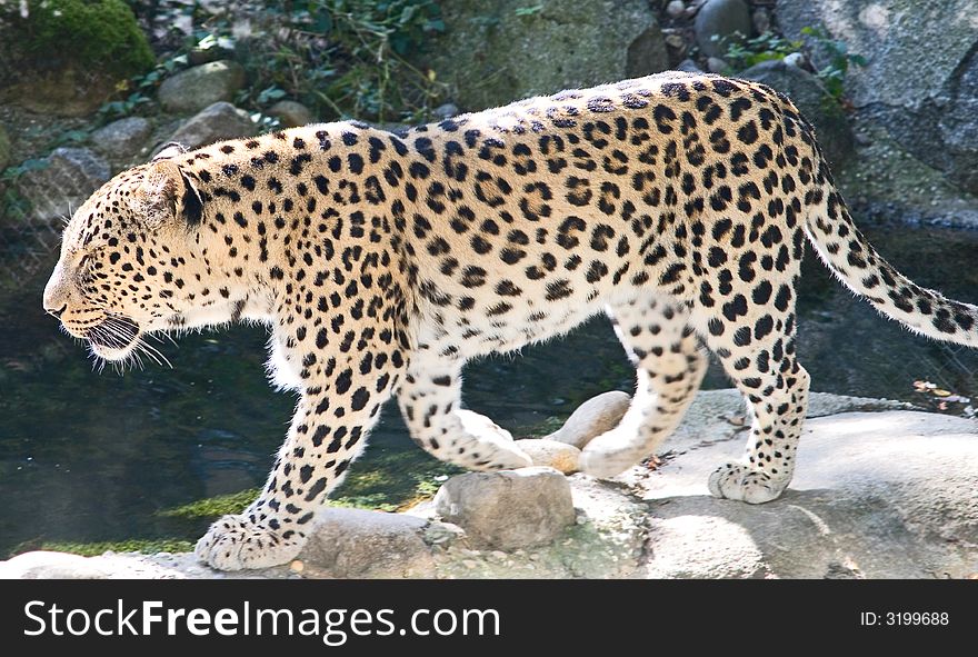 View of persian leopard on the stone. View of persian leopard on the stone