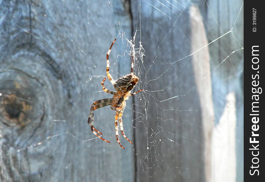 Spider hanging on a web. Spider hanging on a web.