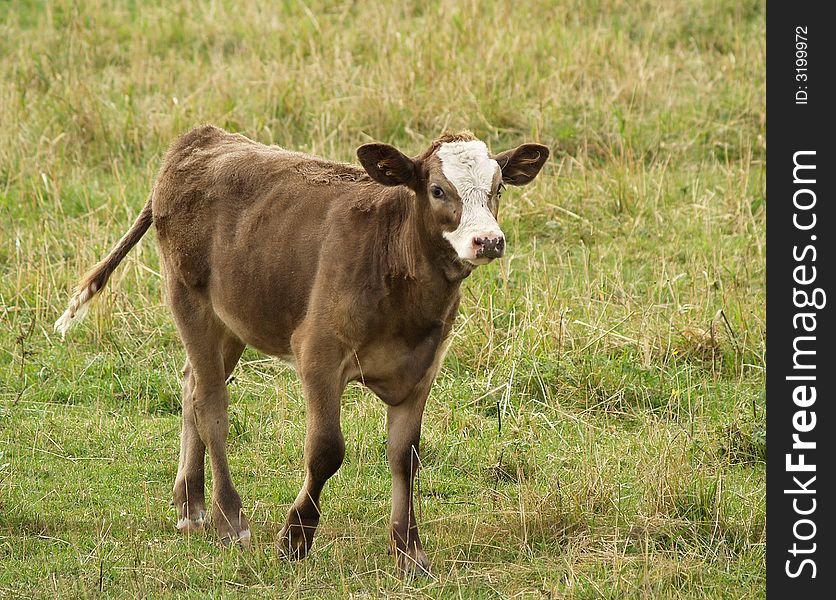 A brown calf strolls through a grassy meadow. A brown calf strolls through a grassy meadow.