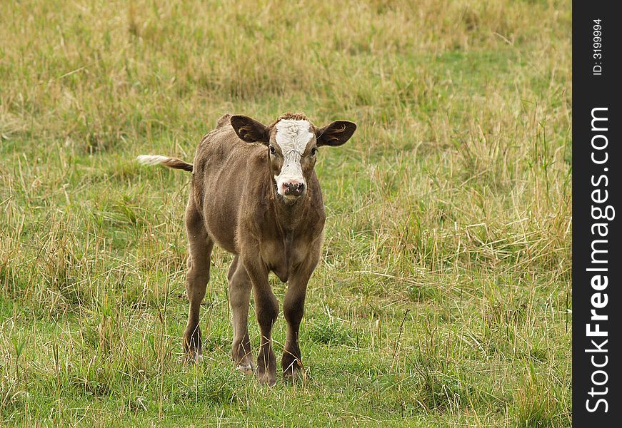 A big eared brown calf standing ina grassy field.