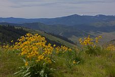 Balsamroot Wildflowers Royalty Free Stock Photo Balsamroot Wildflowers Royalty Free Stock Photo