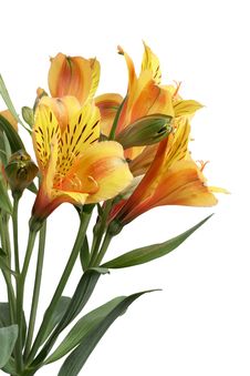 Yellow Lilies Royalty Free Stock Image Yellow Lilies Royalty Free Stock Image