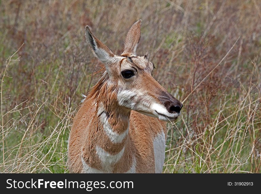 This image of the antelope was taken at the National Bison Range in NW Montana. This image of the antelope was taken at the National Bison Range in NW Montana.