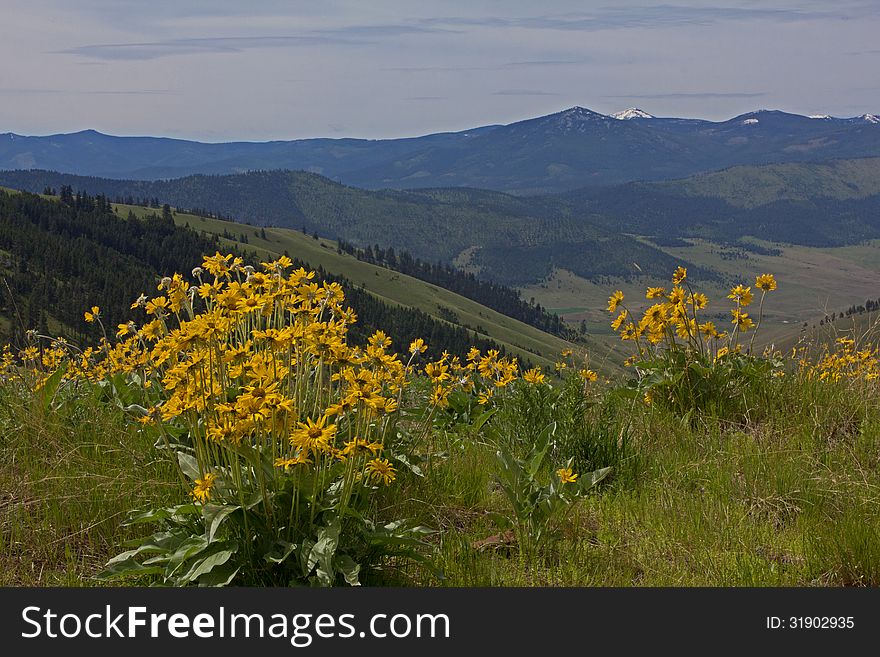 This image of the balsam root wildflowers was taken on a ridge at the National Bison Range in NW Montana. This image of the balsam root wildflowers was taken on a ridge at the National Bison Range in NW Montana.
