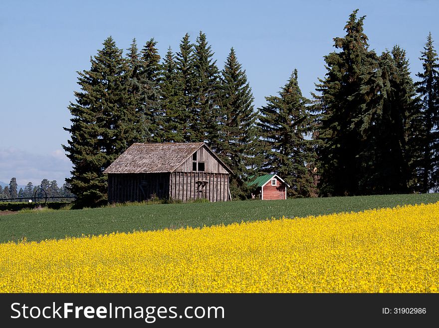 This canola crop with the field and farm buildings in the background was taken in Creston, Montana.