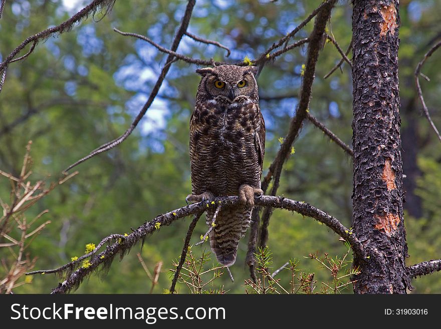 Great Horned Owl On Limb