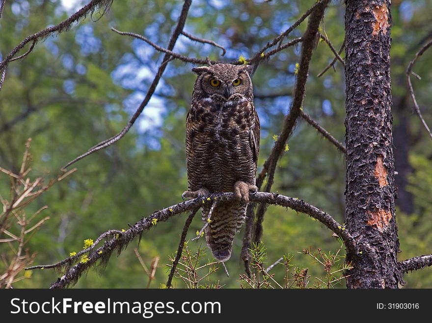 Great Horned Owl on Limb