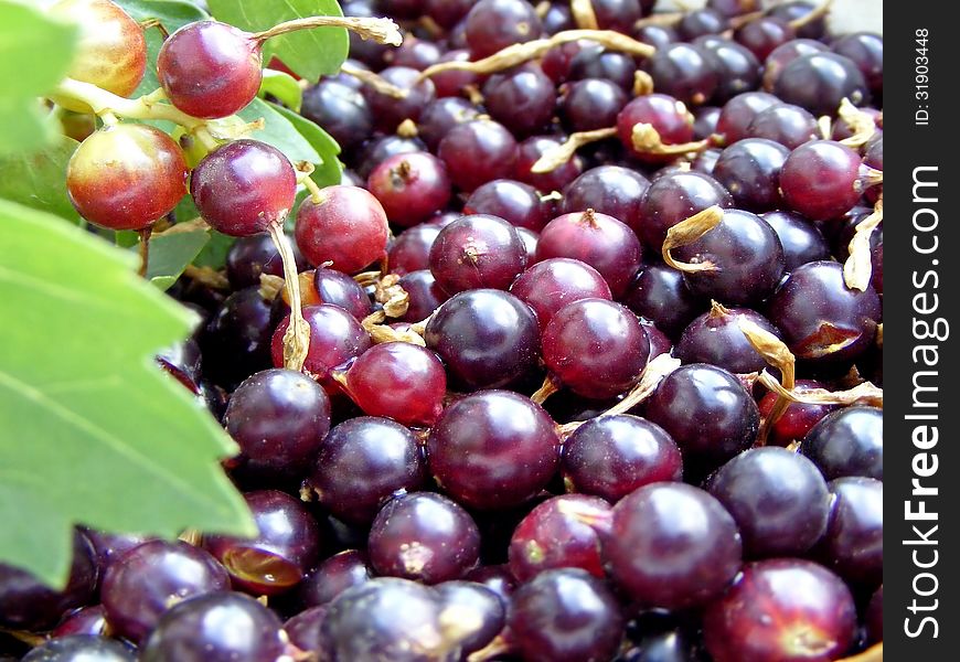 Photography with scene of the background from black currant