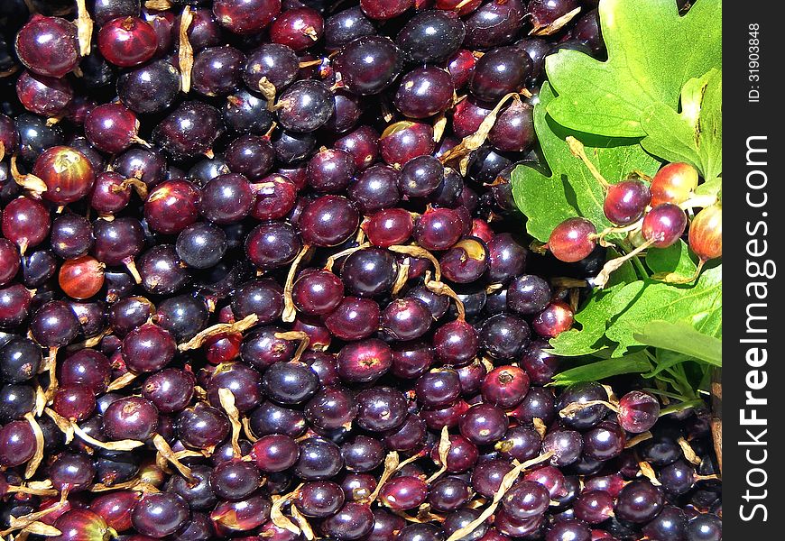 Currant As Background