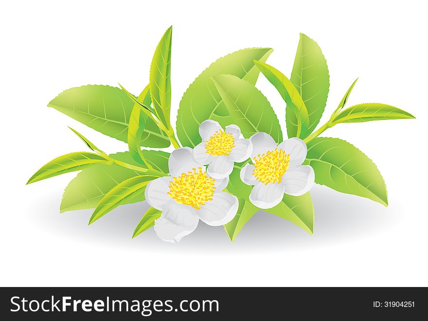 Flower and leaves of green tea