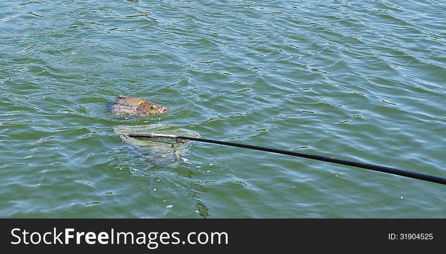 Carp in a landing net in artificial lake