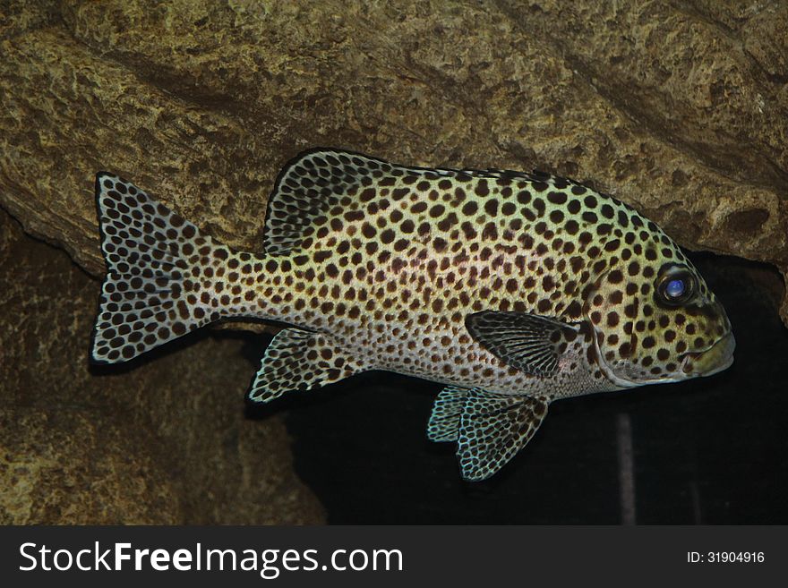 The beautiful tropical fish covered in black spots. The beautiful tropical fish covered in black spots.