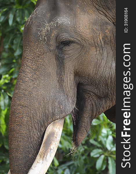 Close up of contented looking elephant against a green leafy background. Close up of contented looking elephant against a green leafy background