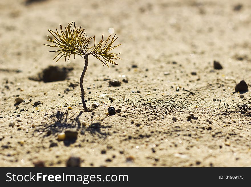 Close up view to a pine sprout makes the way through the sand