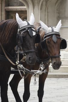 Carriage Horses Stock Photography