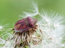 Tortoise Bug Royalty Free Stock Images Tortoise Bug Royalty Free Stock Images