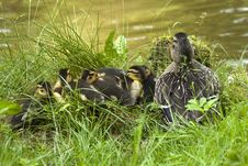 Duck Family Royalty Free Stock Images